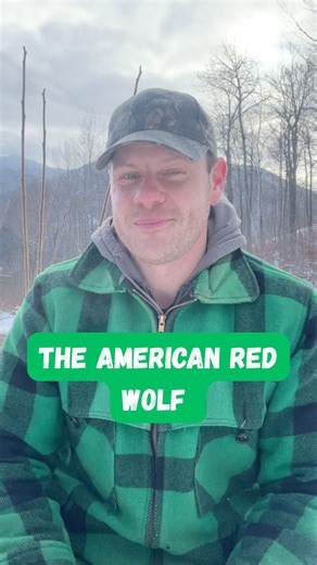 Who doesn’t love an underdog? This is the story of North America’s “other” wolf (and my favorite wolf) — the American red wolf. Unlike the gray wolf (Canis rufus), whose range extends across North America and Eurasia, the red wolf (Canis rufus) is native only to North America. Historically, it inhabited a range from what is now eastern Texas to Northern Pennsylvania (we think), with several subspecies, including the Florida black wolf (Canis rufus floridanus). But by the late 1900s, its populati