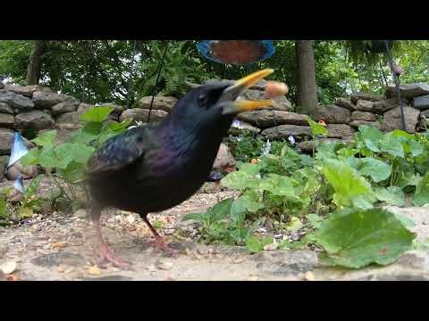 Cat TV 😻🐦 Backyard Birds & Squirrels in 4K: Hours of Pure Relaxation 🐿 AD FREE