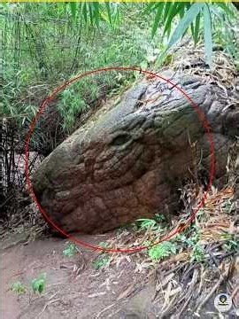 This is a real snake #viral