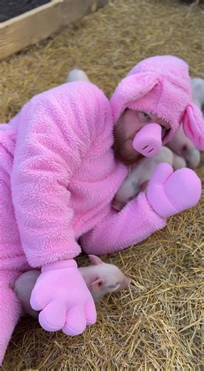 Sunbeam Moments with Miniature Pigs: A Farm Experience