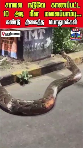 snake | snakevideo | python