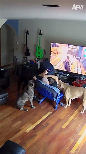 Dad Can't Handle Dogs While Gaming #funny #dogfails #shorts