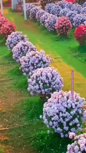Flower gardens #rose #terracegardenindia #flowers #flower #plantsofindia #nature #hibiscus #rose