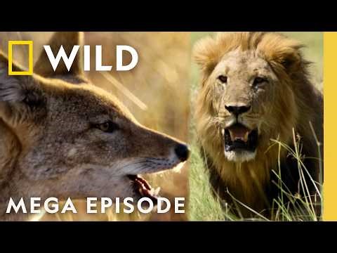 Entering the Game of Thrones | Savage Kingdom & World's Deadliest MEGA Episode | Nat Geo Animals