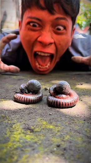 Tarzan didn’t get angry because cute twin millipedes and cute twin pill millipedes finally woke up