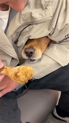 Dog: I can tell meat from vegetable. @TikTok assistant #Mengchong debut plan #deceive the dog