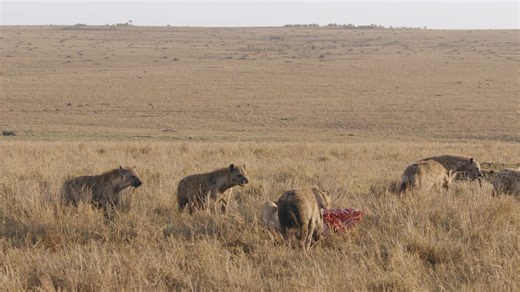 La vida entre los animales salvajes puede resultar #HistoriasDeGrandesFelinos 🦁 Descubre más contenidos como este en #HBOMax Suscríbete ahora https://bit.ly/MAX-AnimalPlanetLa | Animal Planet Latinoamérica