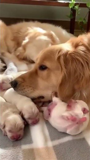 🐕 Dad Dog Meets His Puppies For The First Time... His Reaction?!