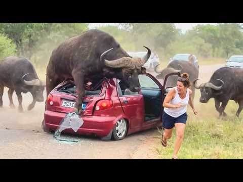 115 Most BRUTAL ANIMAL ATTACKS Caught on Camera