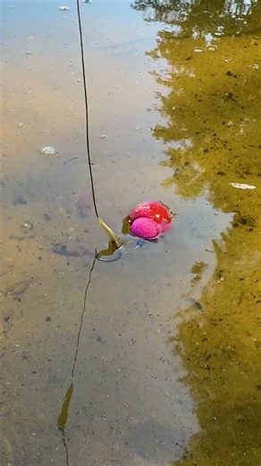 Cherry Carousel Rig! 🎠 Traffic Light Snowman & Summer Carp Balance! 🚥 #fishing #carpfishing