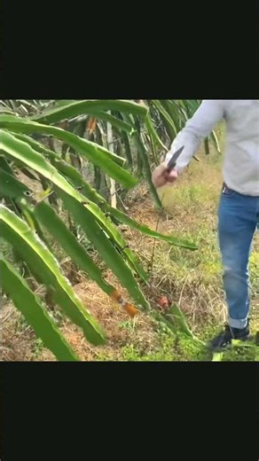 #agricultural #agriculture #farming #agro #farmlife #agricoltura #technology #farm #food #diy