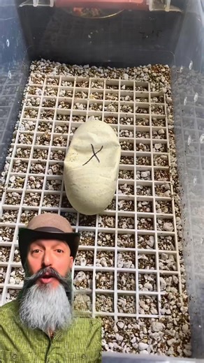 Day 53: A ball python nears hatching