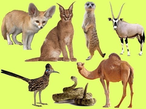 Learn Name and Sounds Desert Animals in English | Learning Animals For Children