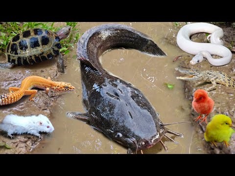 Amazing! Tangkap ikan lele besar dalam lubang ada ikan gabus,belut,kura kura,katak,ikan hias