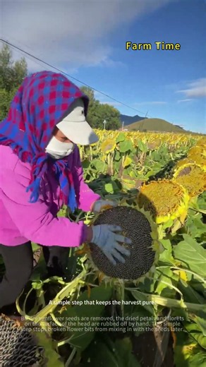 Cleaning Sunflower Heads Before Harvest for Cleaner Seeds 🌻🧹 #farming#SunflowerSeeds