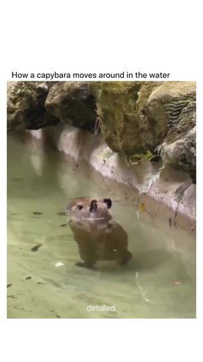 Detailed Explanation on Instagram: "Capybaras are excellent swimmers and can actually walk along the bottom of rivers and ponds! Their bodies are dense enough to let them sink slightly, and they use their partially webbed feet to stroll underwater, sometimes staying submerged for up to five minutes to hide from predators or keep cool. Follow @detailedexplanation to learn something new every day! 🧠 DM for credit/removal (no copright intended)"