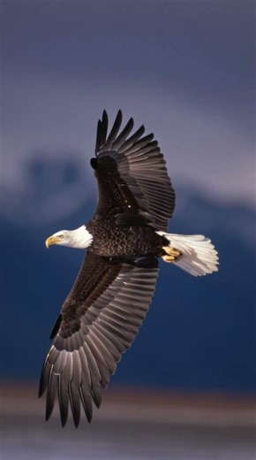Bald Eagle Shows Its wings. #nature #birds