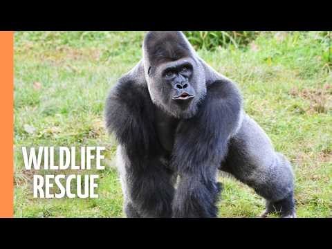 Saving Endangered Species: Pandas, Gorillas & Condors | Full Documentary