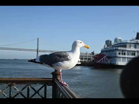 Image compression using Principal component analysis (PCA)