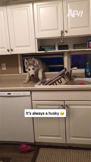 Break in rates really spike this time of year 🐕 #afv #dogs #funny | America's Funniest Home Videos