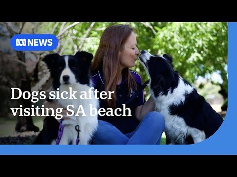 Pet owner's warning as dogs fall ill after beach visit amid algal bloom crisis | ABC NEWS