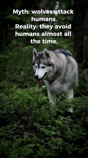 Wolves Don’t Attack Humans