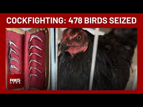 ‘They are trained to fight’: Nye County officials explain first-of-its-kind cockfighting bust