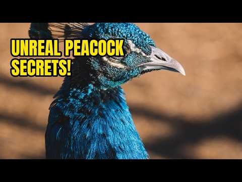 Untold Secrets of the Mighty Peacock
