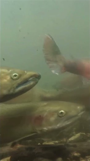 サクラマスときどきオショロ
