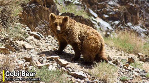 What would happen if these long-gone creatures reentered the modern food chain