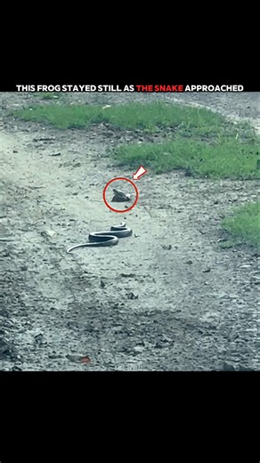 This Snake Almost Caught the Frog… But Look at That Leap!#trending #animals #wildlife #youtubeshorts