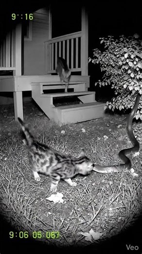 Last Second Rescue! Cat vs Snake