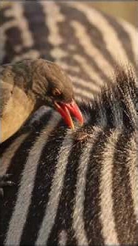 Can You Spot the Tiny Tick Hiding on This Zebra? #tickcheck #tickpick #wildlife #tickwatch
