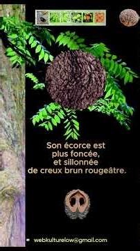 73 NOYER 1.6 Identification