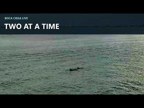 Two at a Time: Dolphins Surfacing in Boca Ciega Bay
