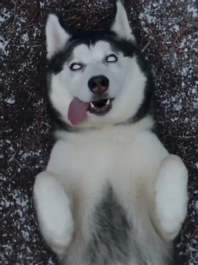 The Husky Who Strayed Into Wolf Pack. If y'all are done or need a break from heavy drama, I reco this BL title. It's 80% comedy which I love. It's hard to come by titles that has a good story AND funny. Aside from it being lighthearted, the background music is stellar. I know it's AI music which sucks because it was so beautifully paired with the scene. I want a copy for myself. 🤣. The plot and story is enjoyable. I am notorious for using 2x play speed, but watching this title, I didn't even me