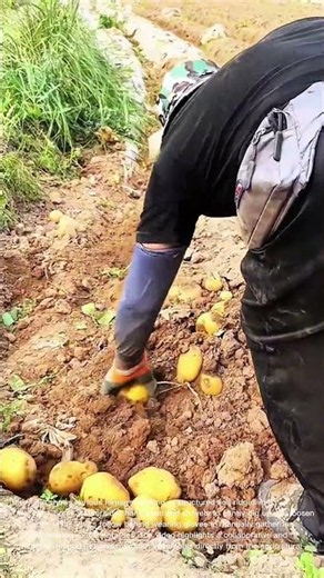 Potato Harvesting: Farmers Digging Up Large Yellow Potatoes in the Field