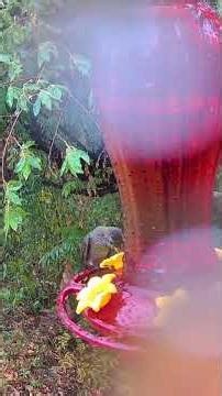 Hummingbird Revenge 😳