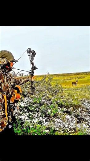 Face to face A Caribou Hunt with Bow 2026 #wildlife #deer #chasse#caça #hunting2026#deerhunting