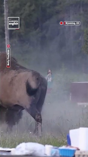 Tourist tossed into air by bison in Yellowstone