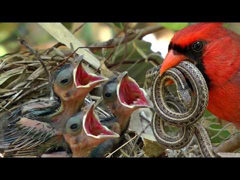 This Bird Feeds a Snake to Its Chicks… and It’s Not What You Think | Northern Cardinal Life Cycle