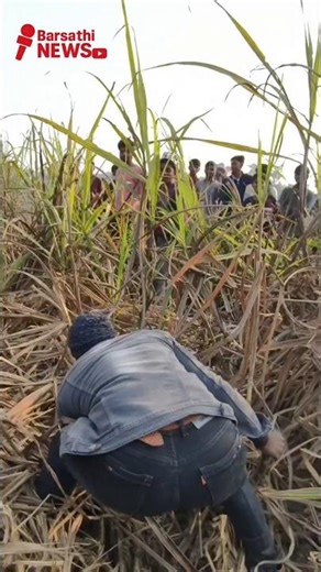 🐍🙏🙏 Indian Rock Python Attack | Python Rescue | Asia Python | Ajgar #snake #shorts #python #cobra