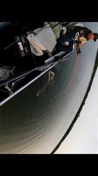 39" Musky (May 2023) #musky #muskyfishing #michigan #puremichigan #fishing