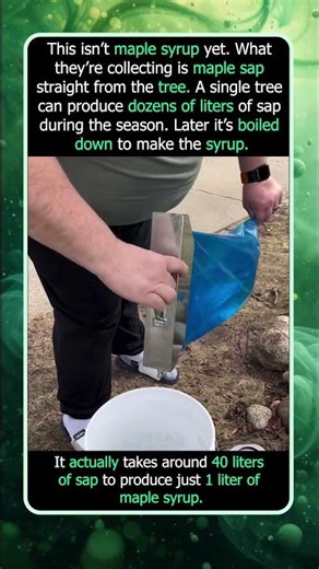 Maple Sap Straight From the Tree