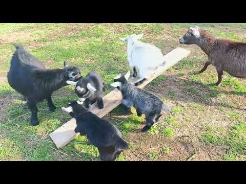 Goat TV! Mornings at the Farm! #baby #goat #animals #relaxing 