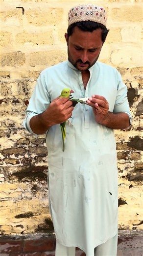 #funny #parrot #talkingparot #shortvideo video #birds 🦜🦜🦜