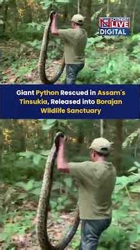 Giant Python Rescued in Assam's Tinsukia, Released into Borajan Wildlife Sanctuary
