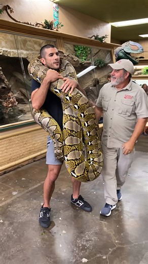 Rener Gracie tests his skills while handling a giant python