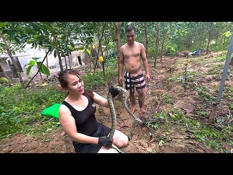 Brave Woman Catches Wild Python by Hand – Shocking Snake Handling in Forest