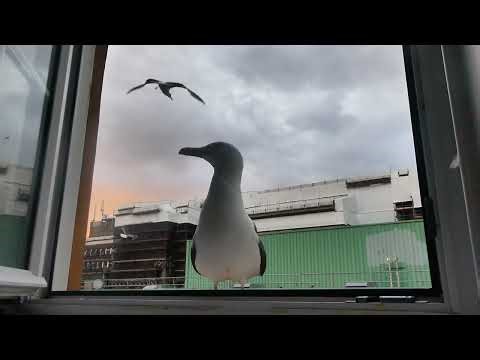 Week 5 : Some Extended Exploratory Beahvior